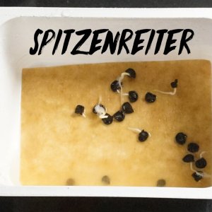 spitzenreiter.jpg