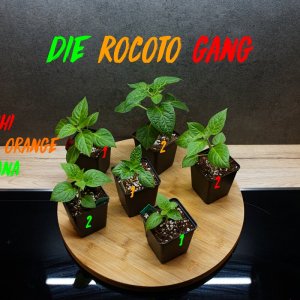 19.01 rocoto gang.jpg