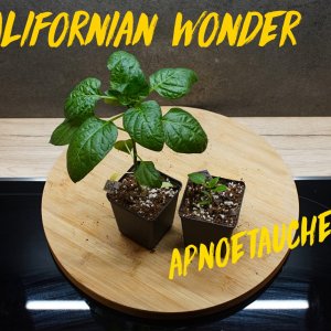 19.01 californian wonder +apnoetaucher.jpg