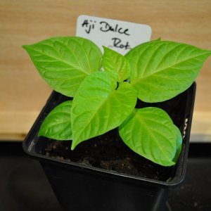 Aji Dulce Rot