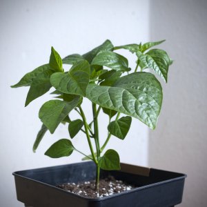 Habanero Gambia Pflanze