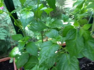 Scotch Bonnet MOA Red