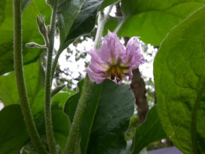 Aubergine Blüte