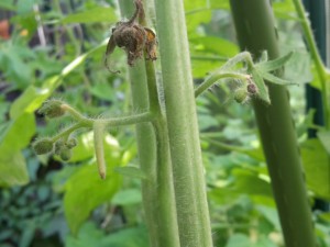 Tomatenblüten Endfäule