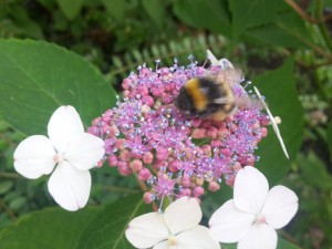 Bombus Terrestris