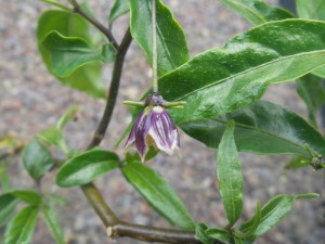 Capsicum lanceolatum Blüte#2