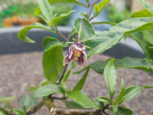 Capsicum lanceolatum Blüte#1