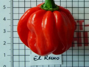 Habanero El Remo150921001