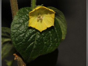 C-rhomboideum-flower