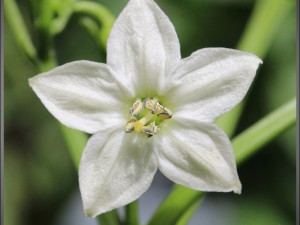 Feher-ozon-flower