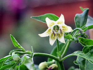 Aji Verde Blüte