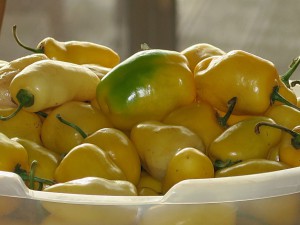 Yellow_Rocoto