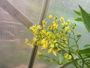 Tomatenblüten Yellow Pearshaped