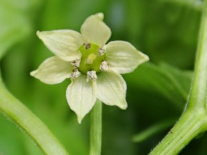 Aji-cachucha_flower