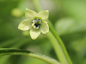 Bhut-jolokia-rust_flower