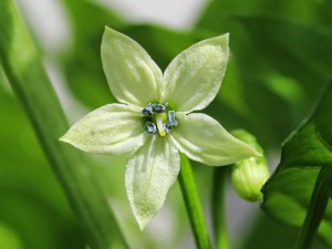 Bhut-jolokia-strain-ii_flower