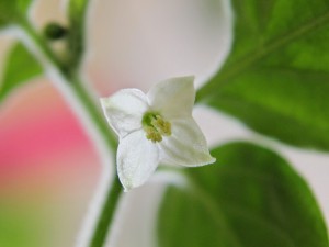 Capsicum-galapagoense_flower