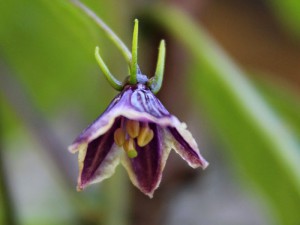 Capsicum-lanceolatum1_flower