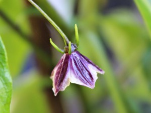 Capsicum-lanceolatum_flower