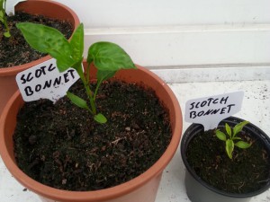 Scotch Bonnet