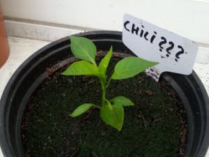 Chili Unbekannt