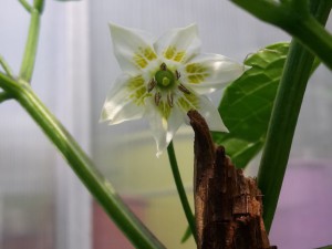 Aji Amarillo-Blüte