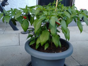 Darkside Chili (Bonsai)