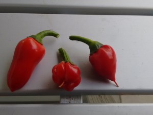 Darkside Chili (Bonsai)