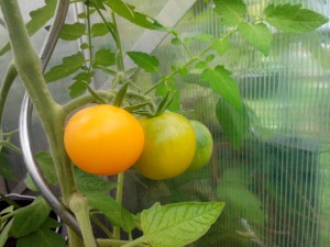 Tomate Goldene Königin