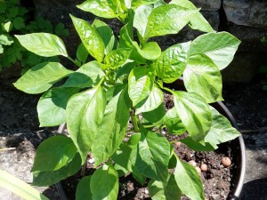 Chili2016-0707 039