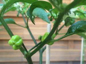 Bhut Jolokia Peach