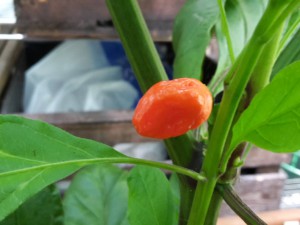 Moruga Scorpion X Jigsaw Beere Reift