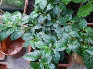 Tobago Seasoning Pflanze