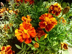 Tagetes (Studentenblume)