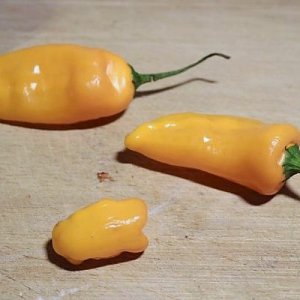 Carrot Drop F3 orange