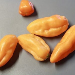 Pimenta Preta orange