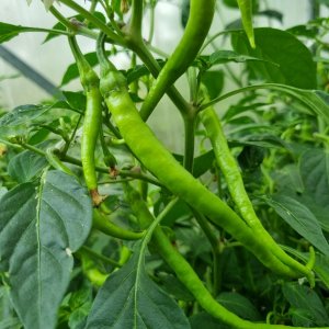 Media 'Marie's Annuum 09.07.2025' in album 'Ecuadorian Brown's Chilis'