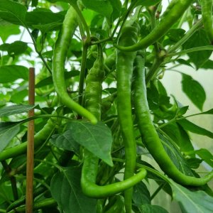 Marie's Annuum 22.07.2025