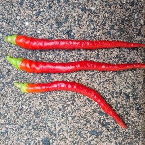 Marie's Annuum 22.07.2025