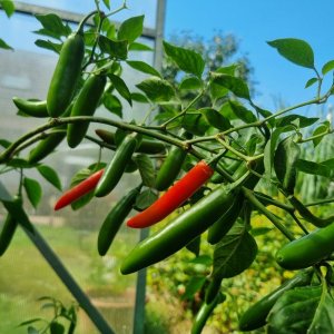 Pimiento Serrano 23.08.25