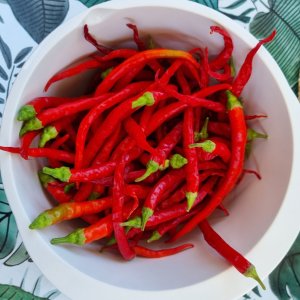Marie's Annuum 23.08.25