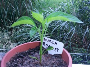 Scotch Bonnet 1