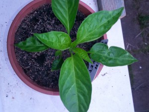 Scotch Bonnet 2