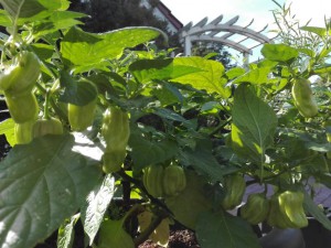 Habanero Gambia