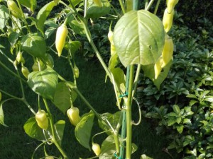 Aji Habanero