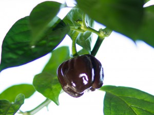 Habanero_Chocolate_Frucht1