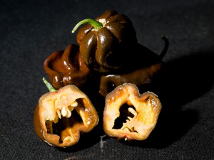 Habanero_Chocolate_Frucht2