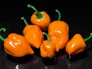 Habanero_Orange_Fruechte