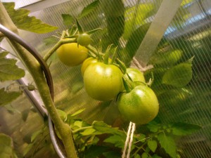 Tomate Goldene Königin