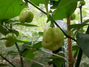 Tobago Seasoning Beeren